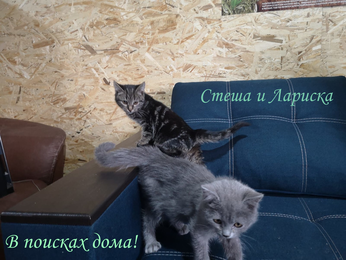 что такое жест доброй воли. Смотреть фото что такое жест доброй воли. Смотреть картинку что такое жест доброй воли. Картинка про что такое жест доброй воли. Фото что такое жест доброй воли