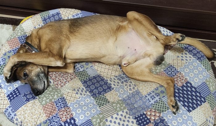 Приходишь домой уставший...