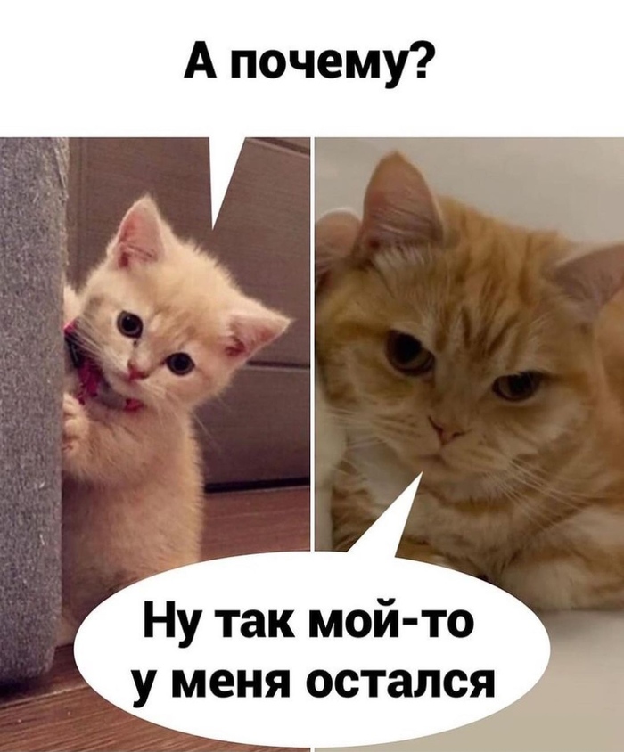 ну возьмите меня мем. 1637665494134175588. ну возьмите меня мем фото. ну возьмите меня мем-1637665494134175588. картинка ну возьмите меня мем. картинка 1637665494134175588. Многие из нас зачастую видят в социальных сетях различные мемы, но понятия не имеют о том, как они появились, и что они означают. Предлагаем вам ознакомиться с интересным постом, который расскажет вам важные факты об известных интернет-мемах и расширит ваш кругозор. Советуем к прочтению.