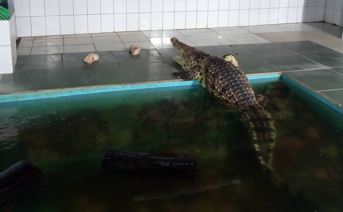 Куда ест крокодил? Пензенский океанариум, Крокодилы, Животные, Пенза, Длиннопост