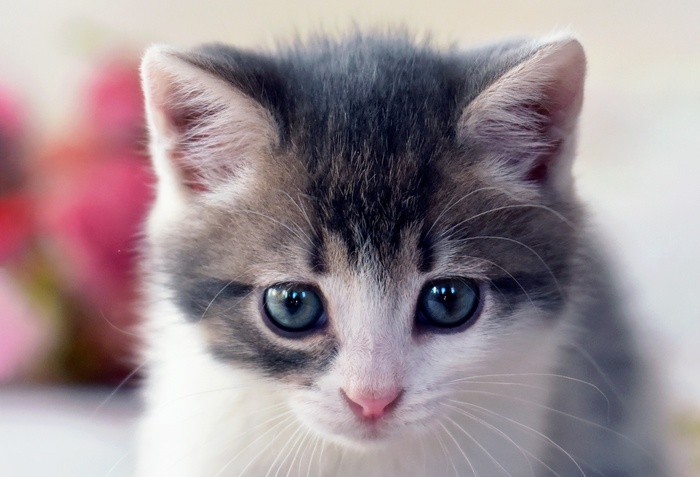Машина кота леопольда в реальной жизни картинки. Смотреть фото Машина кота леопольда в реальной жизни картинки. Смотреть картинку Машина кота леопольда в реальной жизни картинки. Картинка про Машина кота леопольда в реальной жизни картинки. Фото Машина кота леопольда в реальной жизни картинки