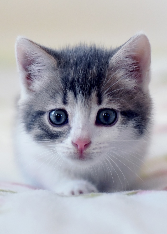 Машина кота леопольда в реальной жизни картинки. Смотреть фото Машина кота леопольда в реальной жизни картинки. Смотреть картинку Машина кота леопольда в реальной жизни картинки. Картинка про Машина кота леопольда в реальной жизни картинки. Фото Машина кота леопольда в реальной жизни картинки
