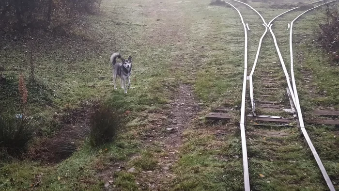 Матрица. Последняя из рода горных узкоколеек России Путешествия, Туризм, Достопримечательности, Узкоколейка, Краснодарский край, Апшеронск, Апшеронский район, Деревня, Фотография, Быт, Люди, Путешествие по России, Длиннопост Матрица. Последняя из рода горных узкоколеек России Путешествия, Туризм, Достопримечательности, Узкоколейка, Краснодарский край, Апшеронск, Апшеронский район, Деревня, Фотография, Быт, Люди, Путешествие по России, Длиннопост