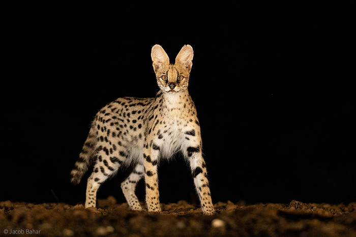 что нибудь про диких кошек. Смотреть фото что нибудь про диких кошек. Смотреть картинку что нибудь про диких кошек. Картинка про что нибудь про диких кошек. Фото что нибудь про диких кошек