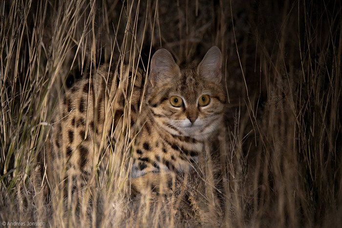 что нибудь про диких кошек. Смотреть фото что нибудь про диких кошек. Смотреть картинку что нибудь про диких кошек. Картинка про что нибудь про диких кошек. Фото что нибудь про диких кошек