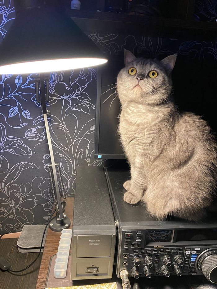 Котолампа что это значит. Смотреть фото Котолампа что это значит. Смотреть картинку Котолампа что это значит. Картинка про Котолампа что это значит. Фото Котолампа что это значит