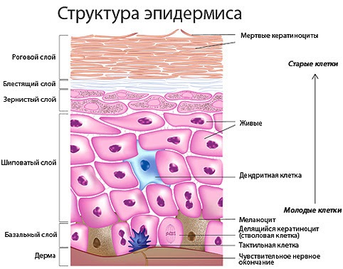 Порочное дитя что значит