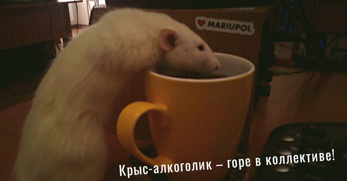 Как пьют крысы. Крыса пьет кофе. крысы пьют чай. лысая крыса пьёт чай из чашки.