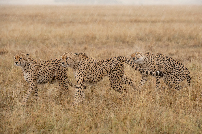 рысь шлепа мем пельмени. Смотреть фото рысь шлепа мем пельмени. Смотреть картинку рысь шлепа мем пельмени. Картинка про рысь шлепа мем пельмени. Фото рысь шлепа мем пельмени рысь шлепа мем пельмени. Смотреть фото рысь шлепа мем пельмени. Смотреть картинку рысь шлепа мем пельмени. Картинка про рысь шлепа мем пельмени. Фото рысь шлепа мем пельмени
