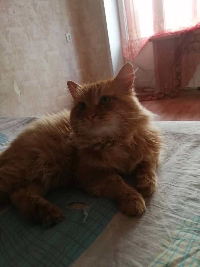 Машина кота леопольда в реальной жизни картинки. Смотреть фото Машина кота леопольда в реальной жизни картинки. Смотреть картинку Машина кота леопольда в реальной жизни картинки. Картинка про Машина кота леопольда в реальной жизни картинки. Фото Машина кота леопольда в реальной жизни картинки