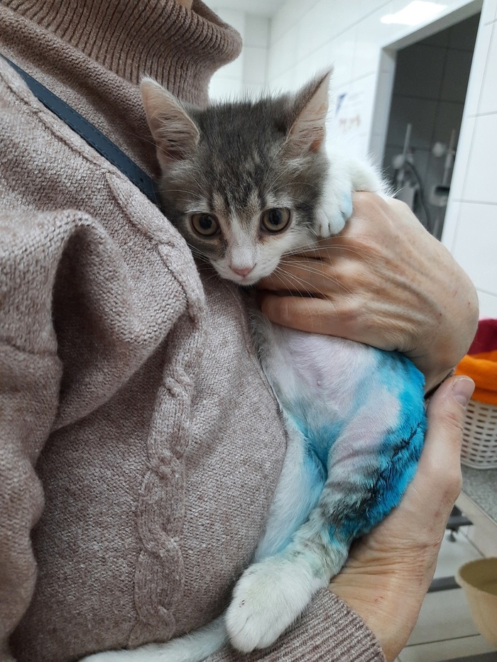 Машина кота леопольда в реальной жизни картинки. Смотреть фото Машина кота леопольда в реальной жизни картинки. Смотреть картинку Машина кота леопольда в реальной жизни картинки. Картинка про Машина кота леопольда в реальной жизни картинки. Фото Машина кота леопольда в реальной жизни картинки