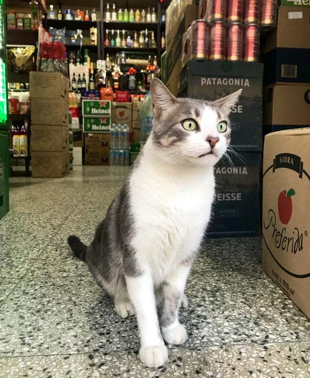 Машина кота леопольда в реальной жизни картинки. Смотреть фото Машина кота леопольда в реальной жизни картинки. Смотреть картинку Машина кота леопольда в реальной жизни картинки. Картинка про Машина кота леопольда в реальной жизни картинки. Фото Машина кота леопольда в реальной жизни картинки