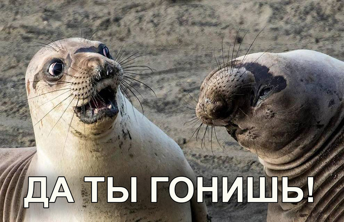 Выражение мордахи бесценно )