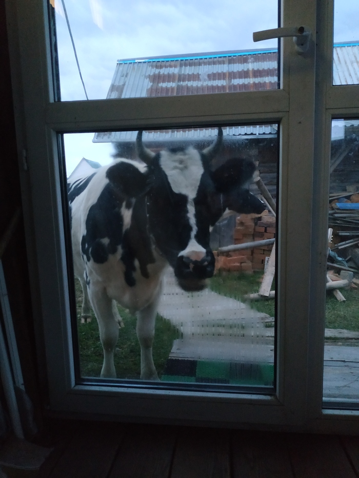 В гости зашли тёлки с огромными дойками