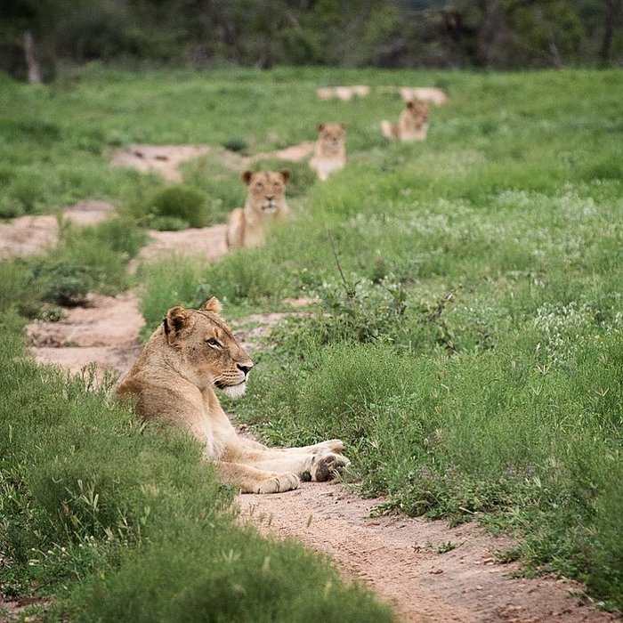 Дорожный заслон