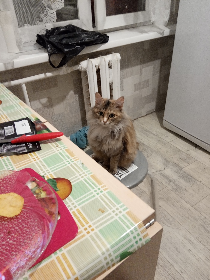 Кошка и вискас