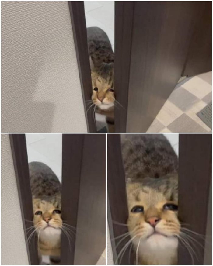 Впустите, ну впустите пожалуйста!!! Кот, Дверь, Взгляд