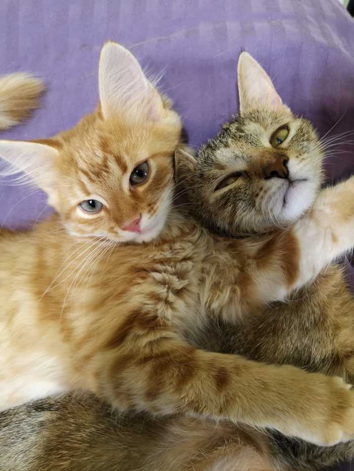 что делать с котом найденным на улице. Смотреть фото что делать с котом найденным на улице. Смотреть картинку что делать с котом найденным на улице. Картинка про что делать с котом найденным на улице. Фото что делать с котом найденным на улице
