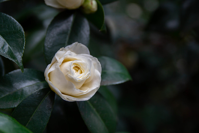 Камелия японская