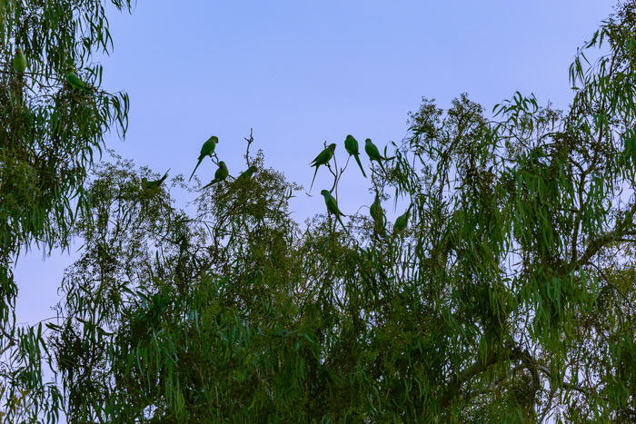 Попугайчики