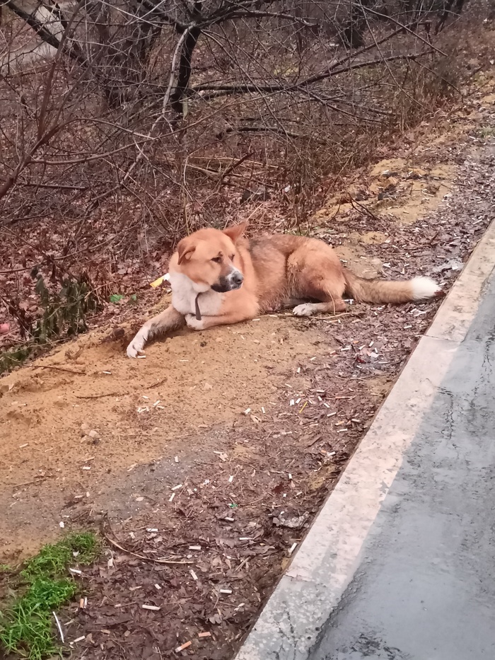 ��������� ���