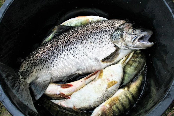 ������� � �������� ���� ����������� �� �����������