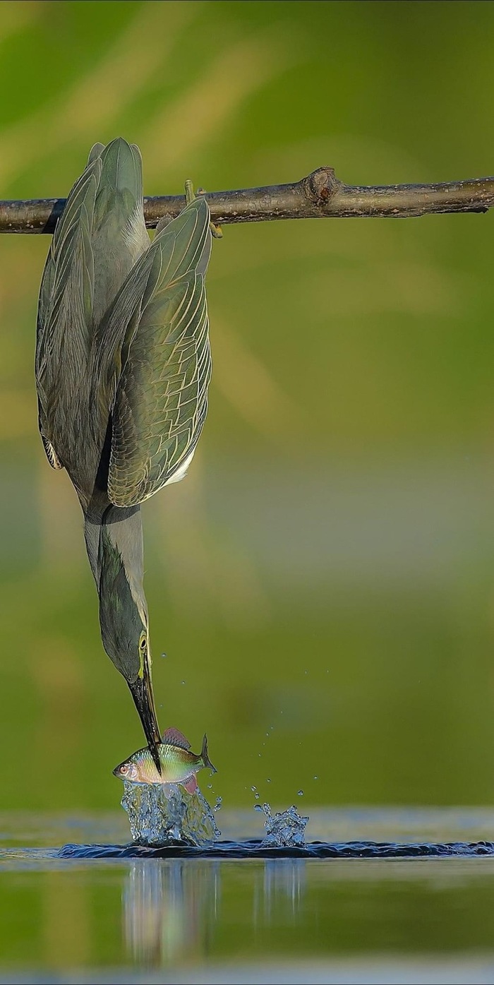 Плаваешь такой и тут гуки)