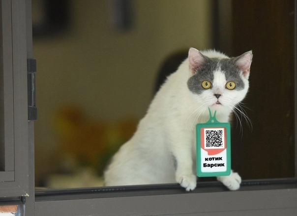 Вакцинируйте кошек!