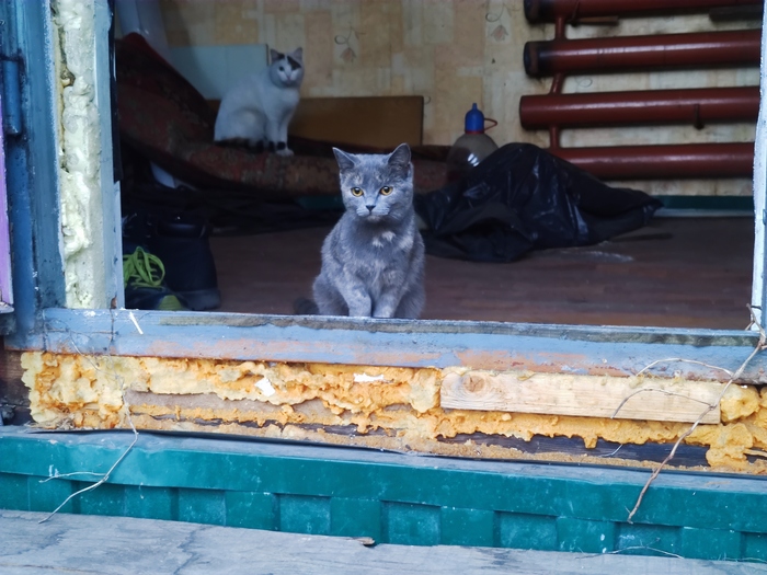 Маленькая кошка на пороге большого мира