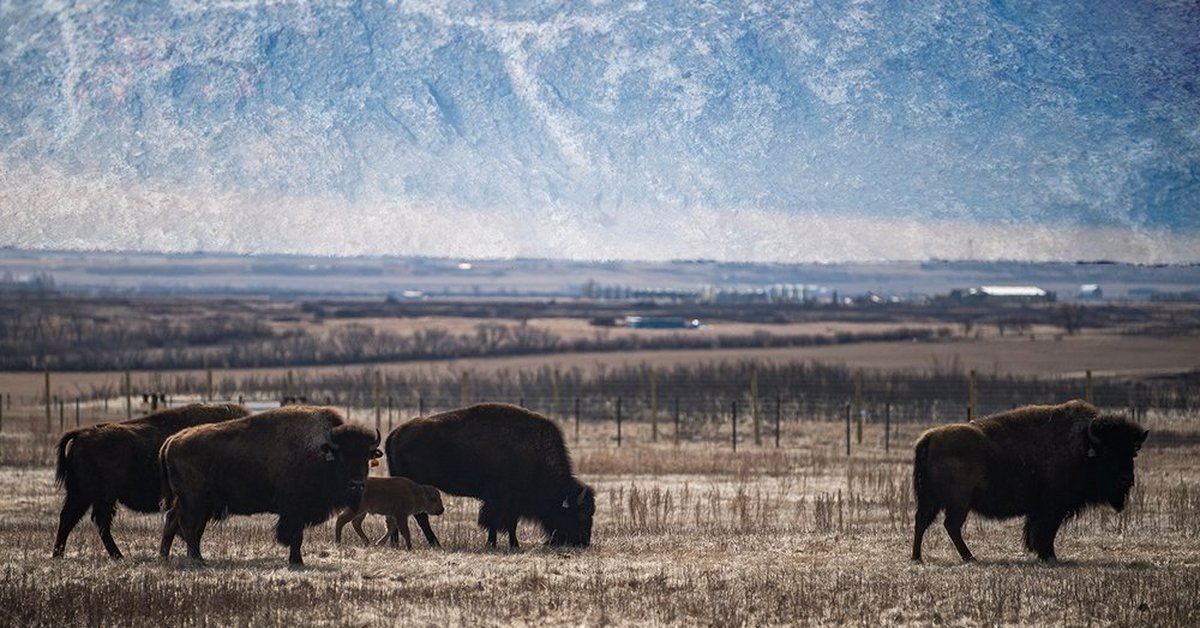 Нашли бизона. Уничтожение бизонов в США. Шкура канадского бизона. В Южной Дакоте много захватывающей дикой природы, включая буйволов!. 10 Тварин, які майже зникають. Дніпропетровщини.