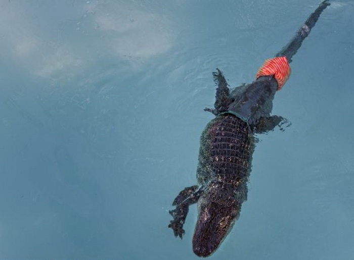 Может ли крокодил жить без хвоста? Пензенский океанариум, Крокодилы, Хвост, Пенза, Видео, Длиннопост Может ли крокодил жить без хвоста? Пензенский океанариум, Крокодилы, Хвост, Пенза, Видео, Длиннопост