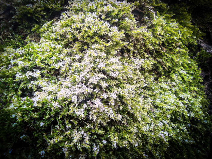 Микромир и его микродеревья