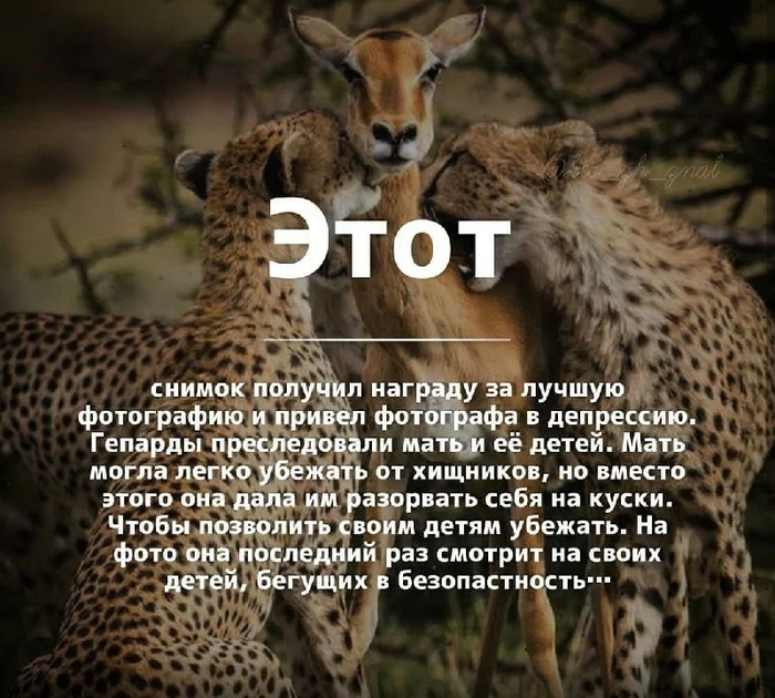 Тентакль у кальмара что такое. Тентакль у кальмара что такое фото. картинка Тентакль у кальмара что такое. смотреть фото Тентакль у кальмара что такое. смотреть картинку Тентакль у кальмара что такое.