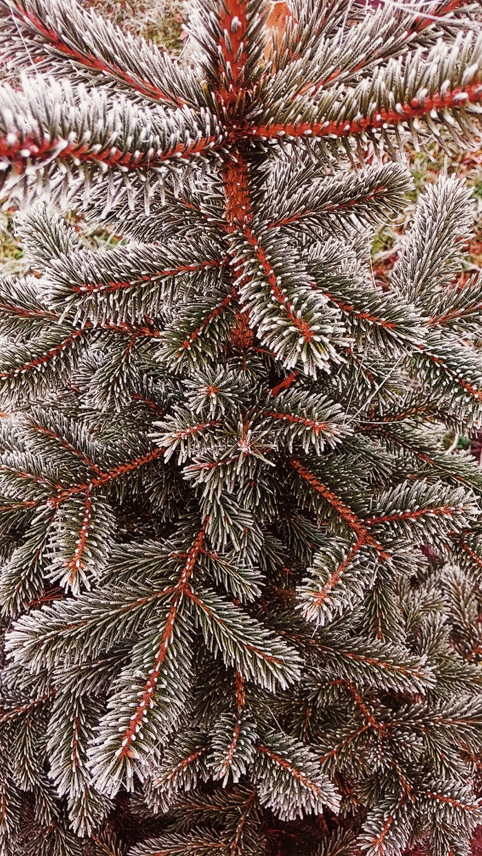 Ответ на пост «Микромир и его микродеревья»