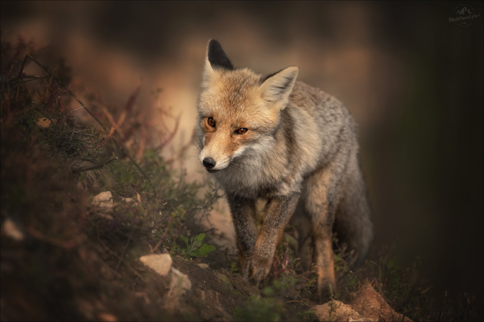 ��� �� ���������