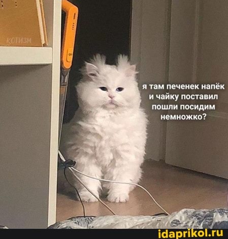 Мемы про котов | Пикабу