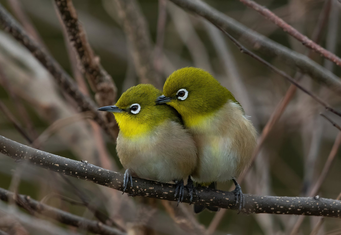  , , , , The National Geographic,  