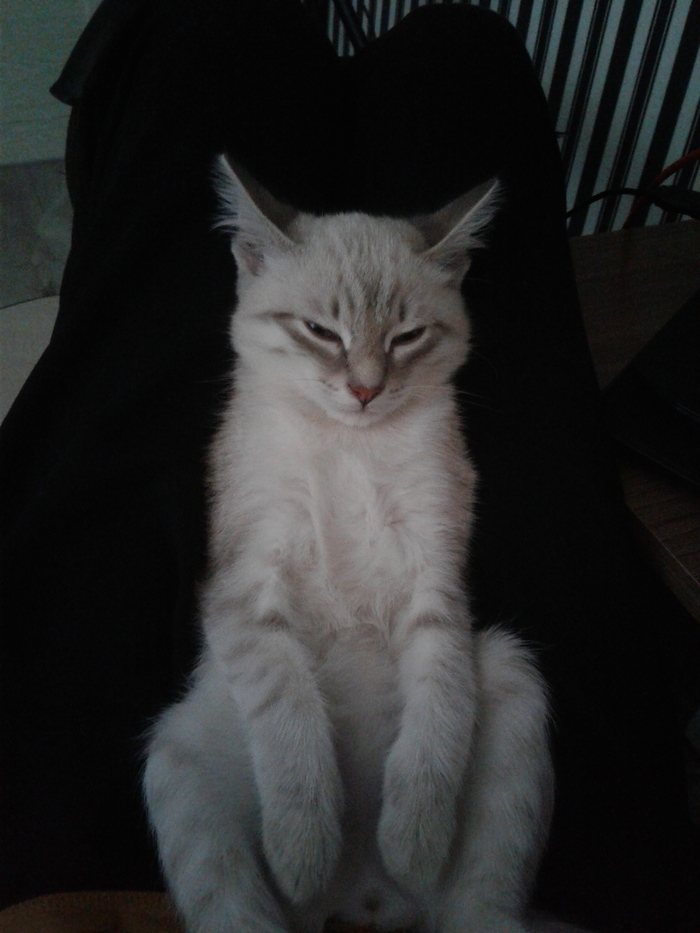 Кот спит