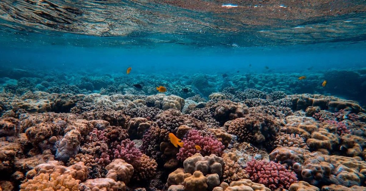 Тихий океан ученые. Коралловый риф Хургада. Коралловый риф в Австралии. Кораллы в океане. Рифы в море.