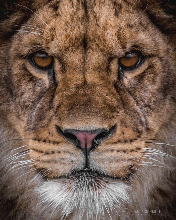 Львиная натура