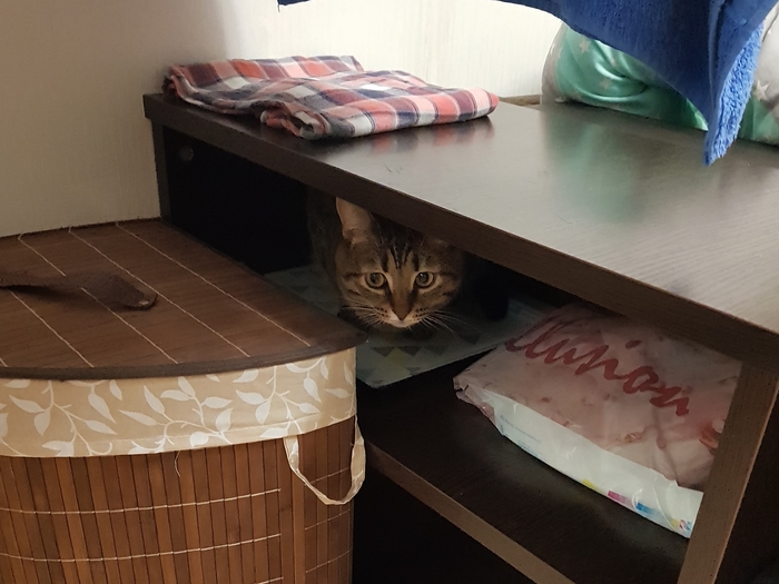 ���� ��������