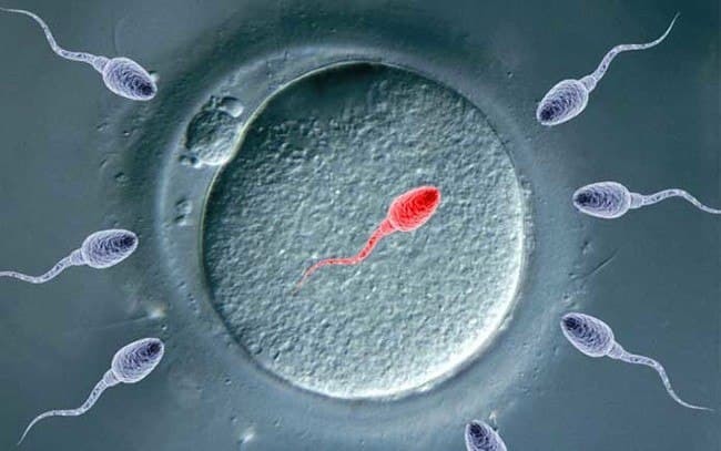 Тесты с цервикальной слизью сперматозоидов