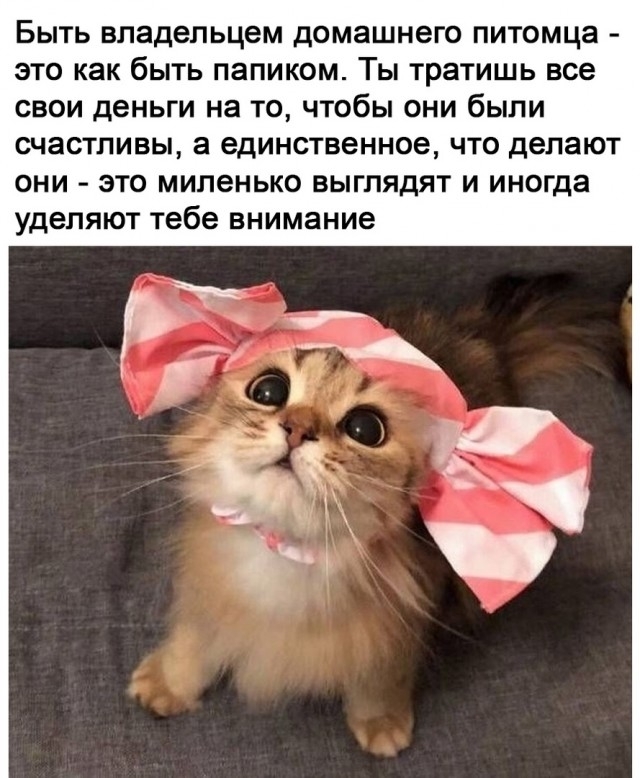 Кусь что это означает. Смотреть фото Кусь что это означает. Смотреть картинку Кусь что это означает. Картинка про Кусь что это означает. Фото Кусь что это означает