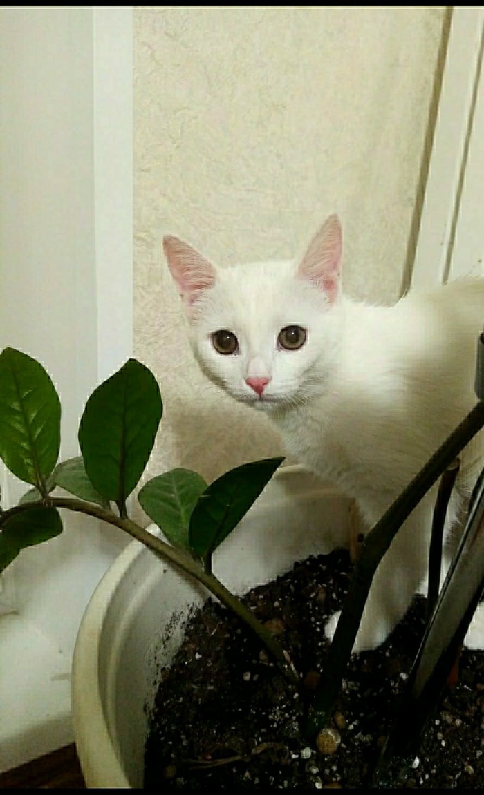 О крутости собак и наглости кошек