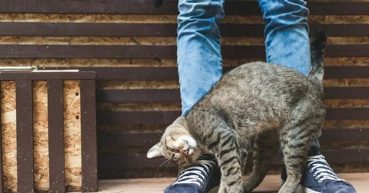 кошка идет. дворовая кошка. возвращаются ли кошки. возвращаются ли кошки. котенок бежит.