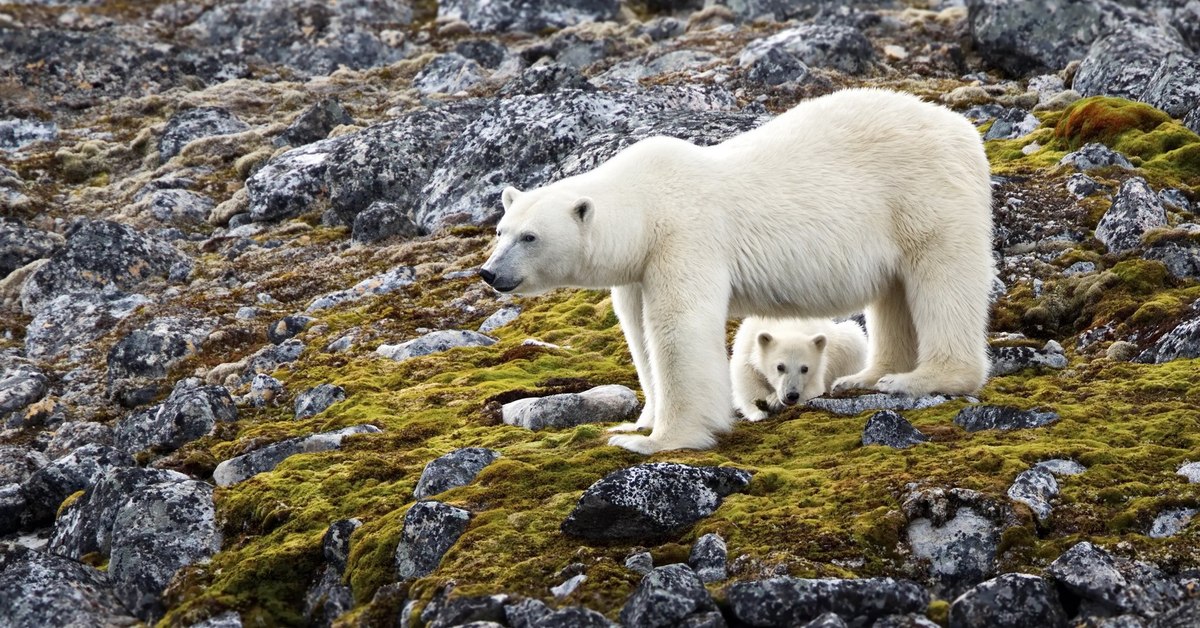 Дикая природа белого медведя. Северный Ледовитый океан белый медведь. Шпицберген белые медведи. Белый медведь в природе. Белый медведь на фоне гор.