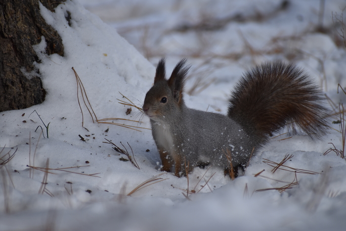 Белка в снегу