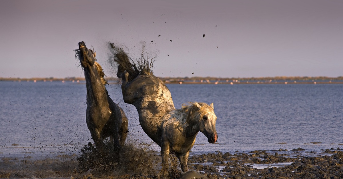 Wild horse islands the hunt. Дикие лошади в природе. Лошади в воде. Остров Водный Мустанги. Смешной конь.