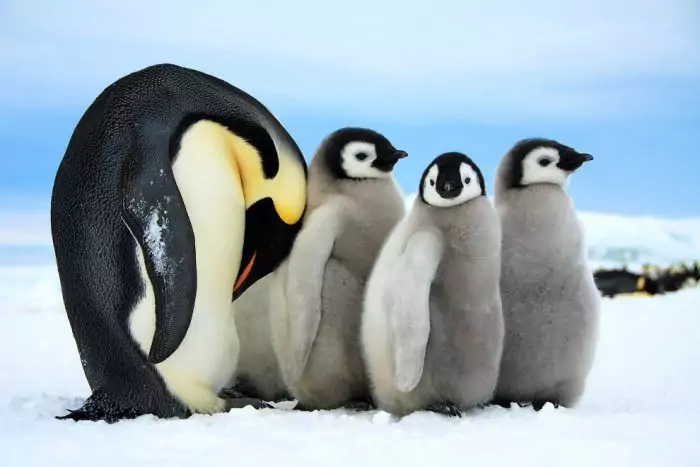 Драгоценная ноша Императорские пингвины, Пингвины, Птенец, Выкармливание, Выращивание, Милота, Антарктида, Дикая природа, Дикие животные, Красота природы, BBC, Птицы, Видео, Длиннопост