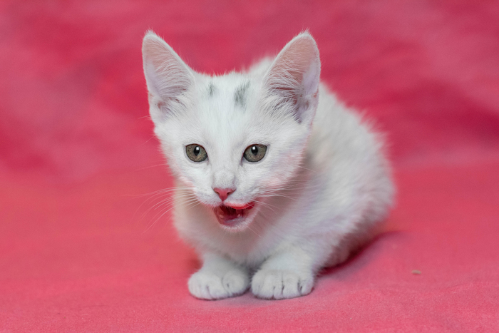 что делать если подкинули котенка. Смотреть фото что делать если подкинули котенка. Смотреть картинку что делать если подкинули котенка. Картинка про что делать если подкинули котенка. Фото что делать если подкинули котенка